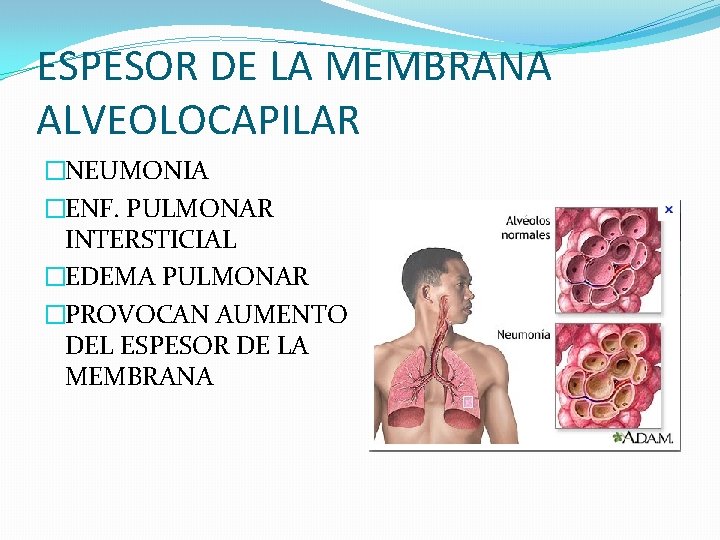 ESPESOR DE LA MEMBRANA ALVEOLOCAPILAR �NEUMONIA �ENF. PULMONAR INTERSTICIAL �EDEMA PULMONAR �PROVOCAN AUMENTO DEL