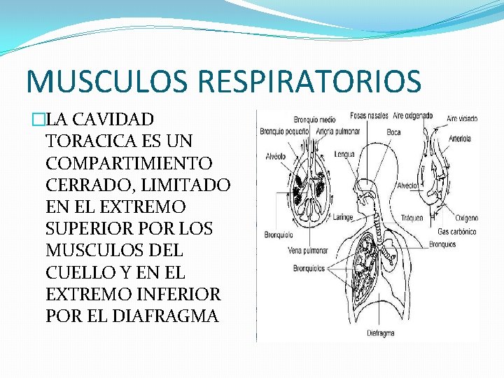 MUSCULOS RESPIRATORIOS �LA CAVIDAD TORACICA ES UN COMPARTIMIENTO CERRADO, LIMITADO EN EL EXTREMO SUPERIOR