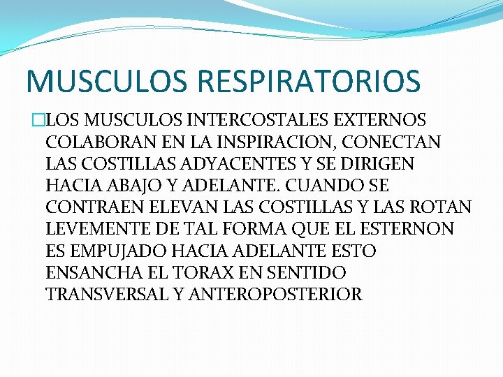 MUSCULOS RESPIRATORIOS �LOS MUSCULOS INTERCOSTALES EXTERNOS COLABORAN EN LA INSPIRACION, CONECTAN LAS COSTILLAS ADYACENTES