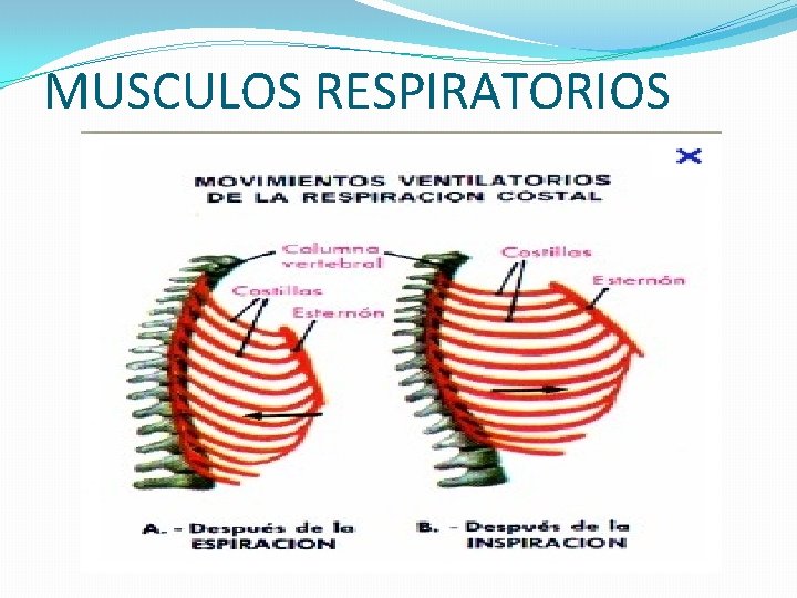 MUSCULOS RESPIRATORIOS 