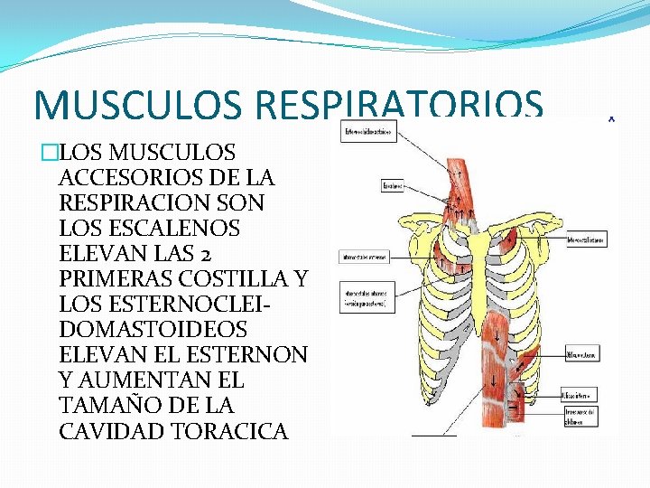 MUSCULOS RESPIRATORIOS �LOS MUSCULOS ACCESORIOS DE LA RESPIRACION SON LOS ESCALENOS ELEVAN LAS 2