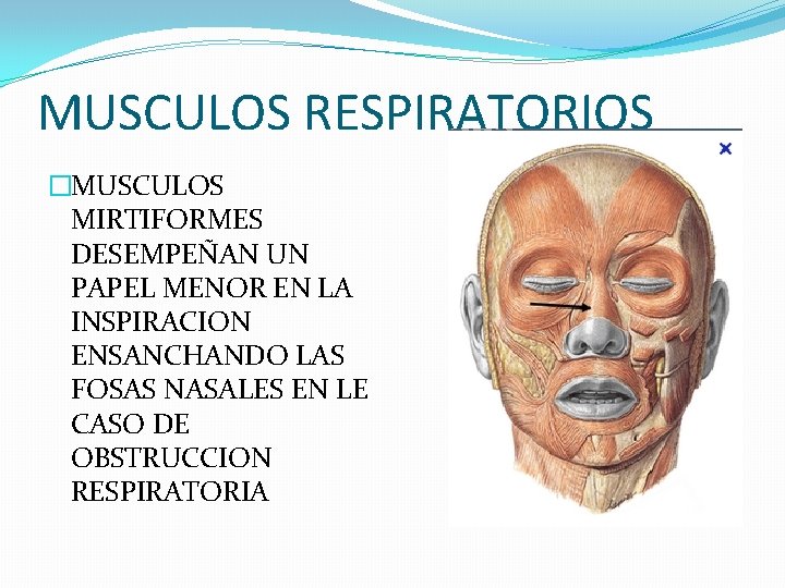 MUSCULOS RESPIRATORIOS �MUSCULOS MIRTIFORMES DESEMPEÑAN UN PAPEL MENOR EN LA INSPIRACION ENSANCHANDO LAS FOSAS