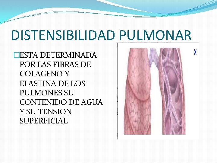 DISTENSIBILIDAD PULMONAR �ESTA DETERMINADA POR LAS FIBRAS DE COLAGENO Y ELASTINA DE LOS PULMONES DISTENSIBILIDAD PULMONAR �ESTA DETERMINADA POR LAS FIBRAS DE COLAGENO Y ELASTINA DE LOS PULMONES