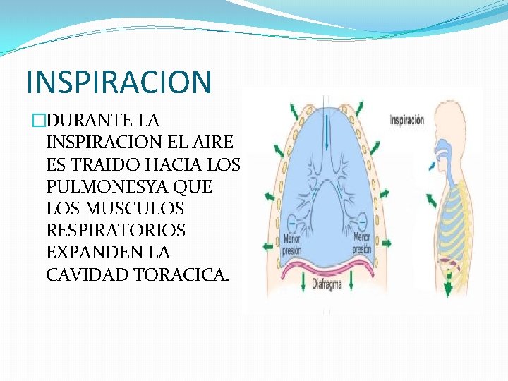 INSPIRACION �DURANTE LA INSPIRACION EL AIRE ES TRAIDO HACIA LOS PULMONESYA QUE LOS MUSCULOS