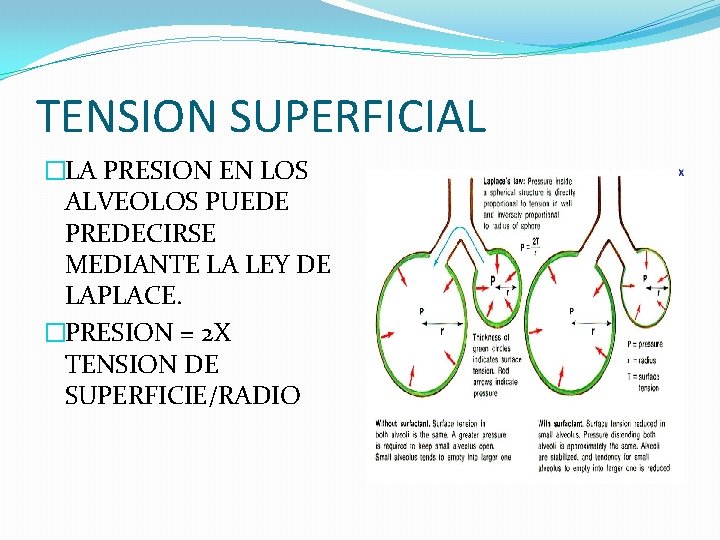 TENSION SUPERFICIAL �LA PRESION EN LOS ALVEOLOS PUEDE PREDECIRSE MEDIANTE LA LEY DE LAPLACE.