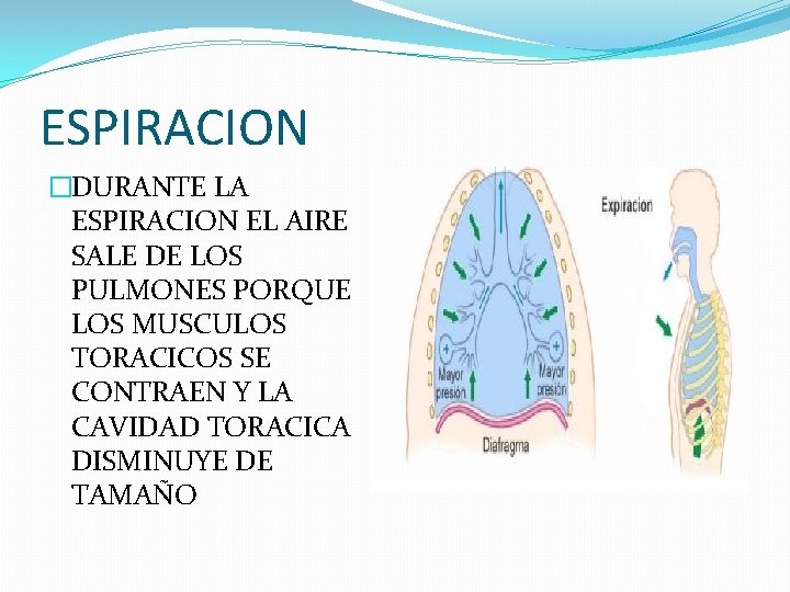 ESPIRACION �DURANTE LA ESPIRACION EL AIRE SALE DE LOS PULMONES PORQUE LOS MUSCULOS TORACICOS