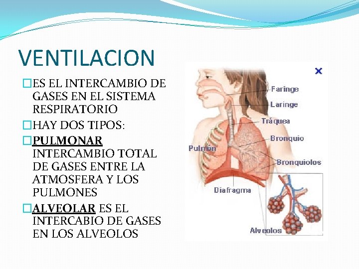 VENTILACION �ES EL INTERCAMBIO DE GASES EN EL SISTEMA RESPIRATORIO �HAY DOS TIPOS: �PULMONAR