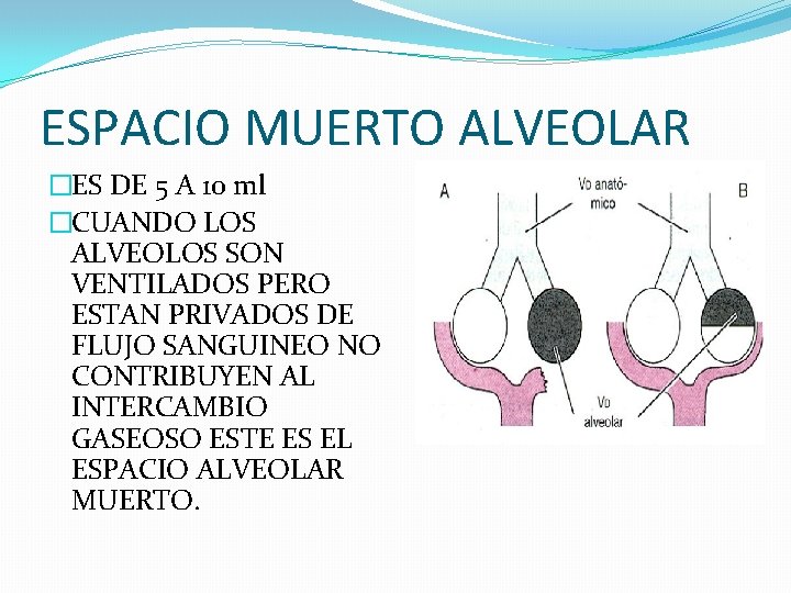 ESPACIO MUERTO ALVEOLAR �ES DE 5 A 10 ml �CUANDO LOS ALVEOLOS SON VENTILADOS ESPACIO MUERTO ALVEOLAR �ES DE 5 A 10 ml �CUANDO LOS ALVEOLOS SON VENTILADOS