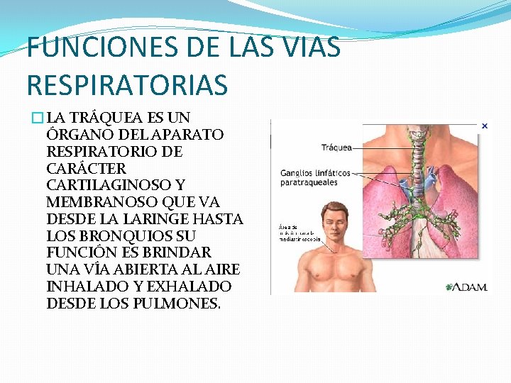 FUNCIONES DE LAS VIAS RESPIRATORIAS �LA TRÁQUEA ES UN ÓRGANO DEL APARATO RESPIRATORIO DE