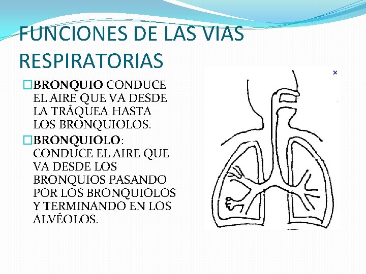 FUNCIONES DE LAS VIAS RESPIRATORIAS �BRONQUIO CONDUCE EL AIRE QUE VA DESDE LA TRÁQUEA