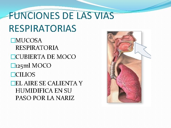 FUNCIONES DE LAS VIAS RESPIRATORIAS �MUCOSA RESPIRATORIA �CUBIERTA DE MOCO � 125 ml MOCO