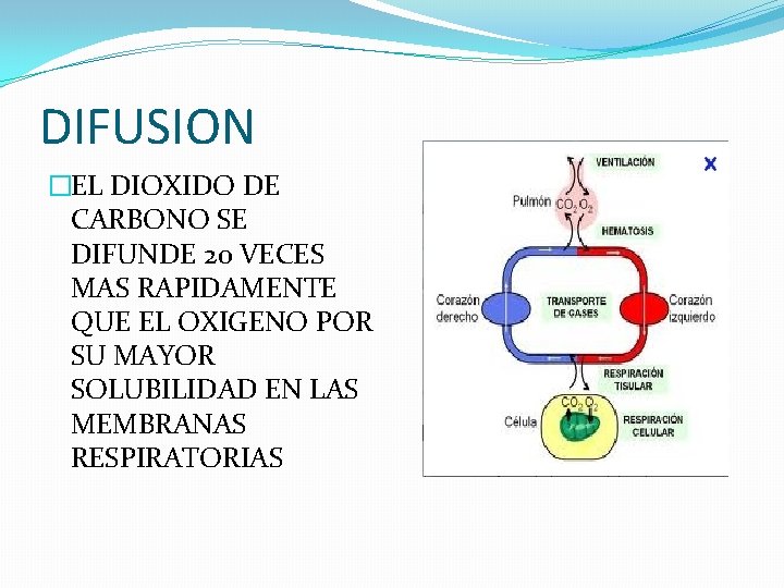 DIFUSION �EL DIOXIDO DE CARBONO SE DIFUNDE 20 VECES MAS RAPIDAMENTE QUE EL OXIGENO