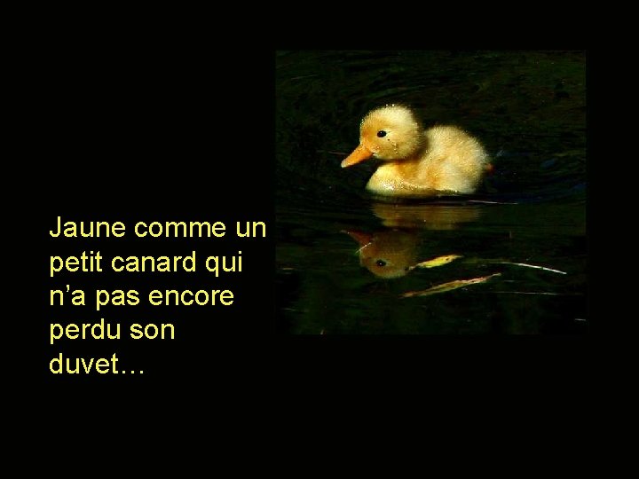 Jaune comme un petit canard qui n’a pas encore perdu son duvet… 