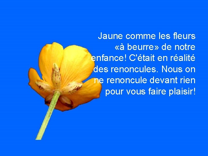 Jaune comme les fleurs «à beurre» de notre enfance! C'était en réalité des renoncules.