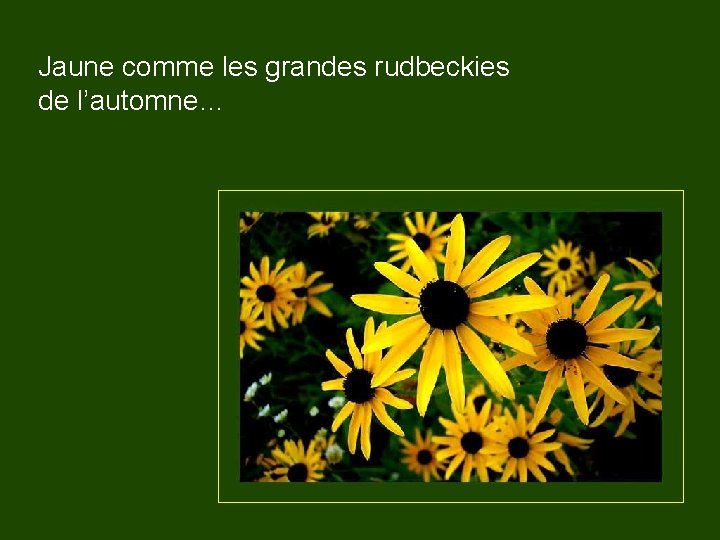 Jaune comme les grandes rudbeckies de l’automne… 