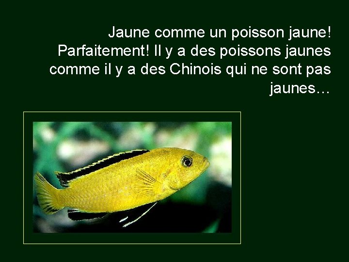 Jaune comme un poisson jaune! Parfaitement! Il y a des poissons jaunes comme il