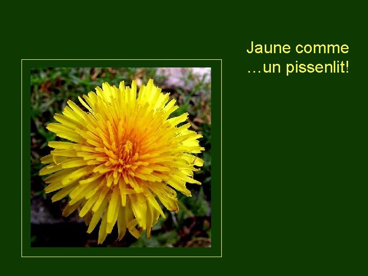 Jaune comme …un pissenlit! 