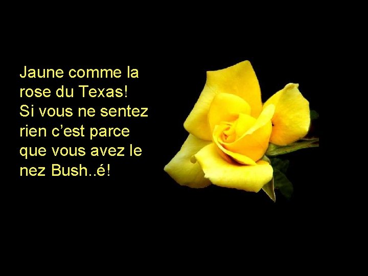 Jaune comme la rose du Texas! Si vous ne sentez rien c’est parce que