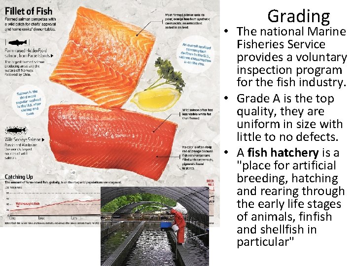 Grading • The national Marine Fisheries Service provides a voluntary inspection program for the Grading • The national Marine Fisheries Service provides a voluntary inspection program for the