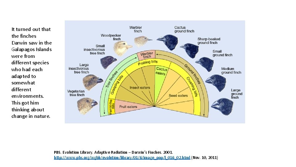 It turned out that the finches Darwin saw in the Galapagos Islands were from