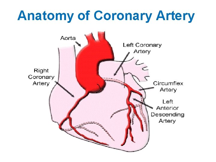 Anatomy of Coronary Artery 