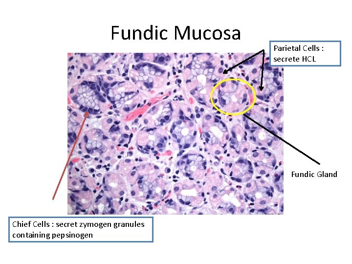 Fundic Mucosa Parietal Cells : secrete HCL Fundic Gland Chief Cells : secret zymogen