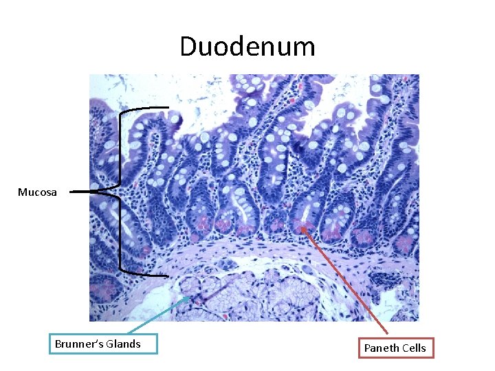 Duodenum Mucosa Brunner’s Glands Paneth Cells 