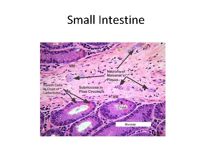 Small Intestine 