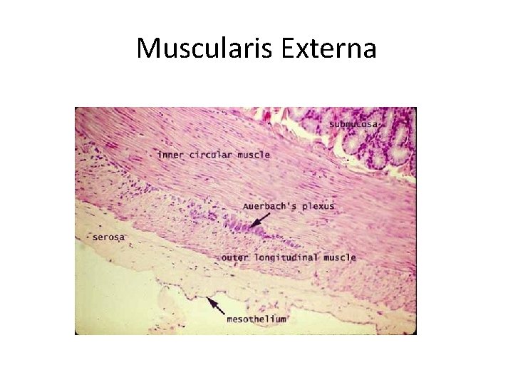 Muscularis Externa 