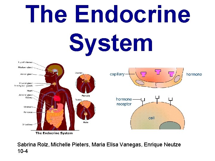 The Endocrine System Sabrina Rolz, Michelle Pieters, Maria Elisa Vanegas, Enrique Neutze 10 -4