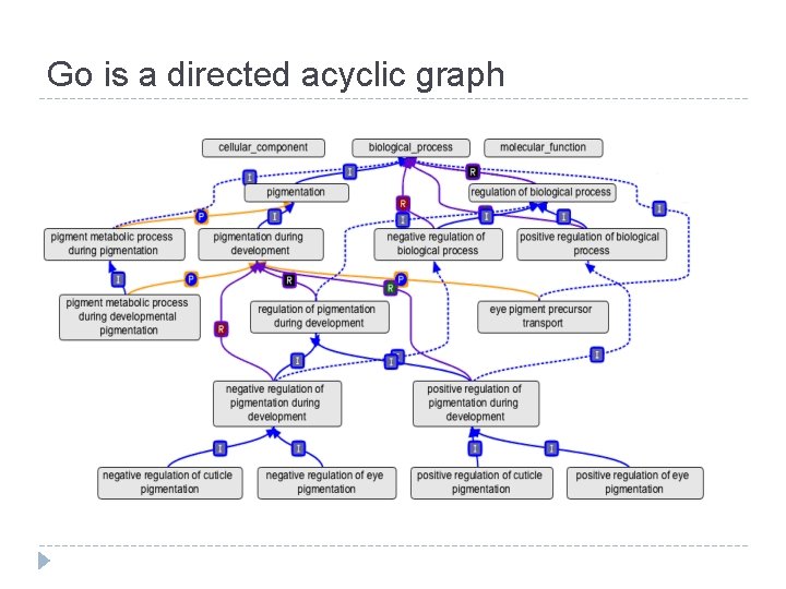 Go is a directed acyclic graph Go is a directed acyclic graph