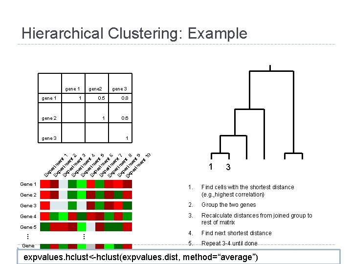 Hierarchical Clustering: Example gene 1 gene 2 0. 5 0. 8 1 0. 6 Hierarchical Clustering: Example gene 1 gene 2 0. 5 0. 8 1 0. 6