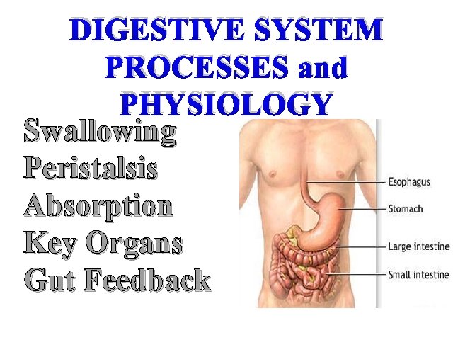 DIGESTIVE SYSTEM PROCESSES and PHYSIOLOGY Swallowing Peristalsis Absorption Key Organs Gut Feedback 