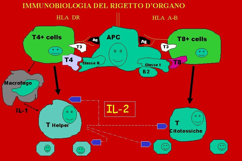 IMMUNOBIOLOGIA DEL RIGETTO D’ORGANO HLA DR T 4+ cells HLA A-B Ag T 3