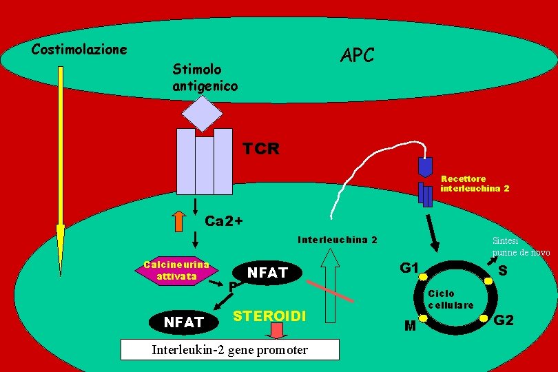 Costimolazione APC Stimolo antigenico TCR Recettore interleuchina 2 Ca 2+ Interleuchina 2 Calcineurina attivata