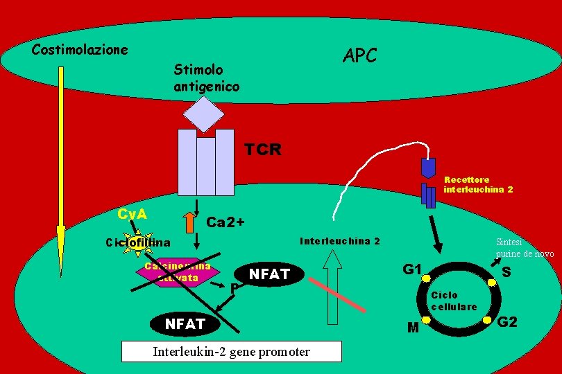 Costimolazione APC Stimolo antigenico TCR Recettore interleuchina 2 Cy. A Ca 2+ Interleuchina 2