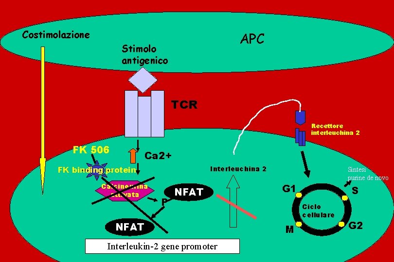 Costimolazione APC Stimolo antigenico TCR Recettore interleuchina 2 FK 506 Ca 2+ Interleuchina 2