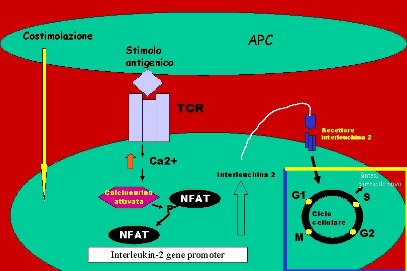 Costimolazione APC Stimolo antigenico TCR Recettore interleuchina 2 Ca 2+ Interleuchina 2 Calcineurina attivata