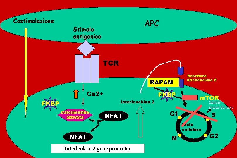 Costimolazione APC Stimolo antigenico TCR RAPAM Ca 2+ FKBP Interleuchina 2 FKBP Calcineurina attivata