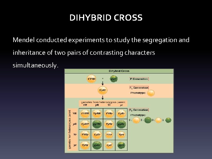 DIHYBRID CROSS Mendel conducted experiments to study the segregation and inheritance of two pairs