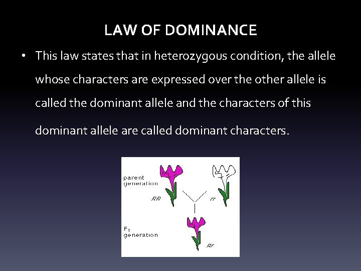LAW OF DOMINANCE • This law states that in heterozygous condition, the allele whose