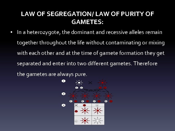 LAW OF SEGREGATION/ LAW OF PURITY OF GAMETES: • In a heterozygote, the dominant