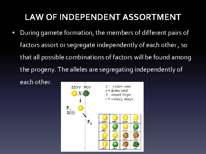 LAW OF INDEPENDENT ASSORTMENT • During gamete formation, the members of different pairs of
