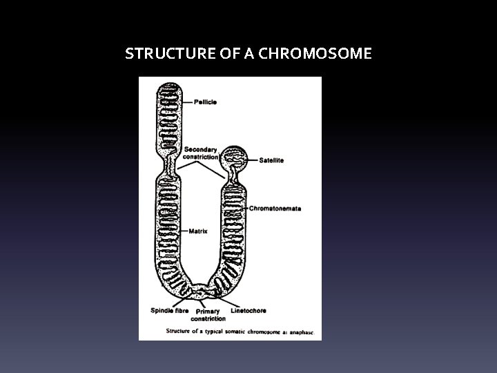 STRUCTURE OF A CHROMOSOME 