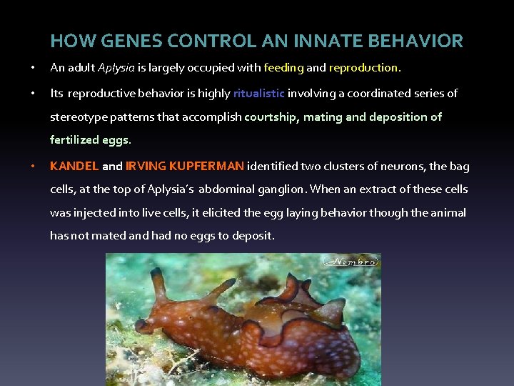 HOW GENES CONTROL AN INNATE BEHAVIOR • An adult Aplysia is largely occupied with
