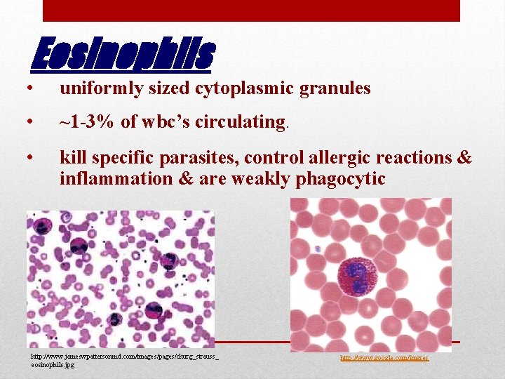Eosinophils • uniformly sized cytoplasmic granules • ~1 -3% of wbc’s circulating. • kill