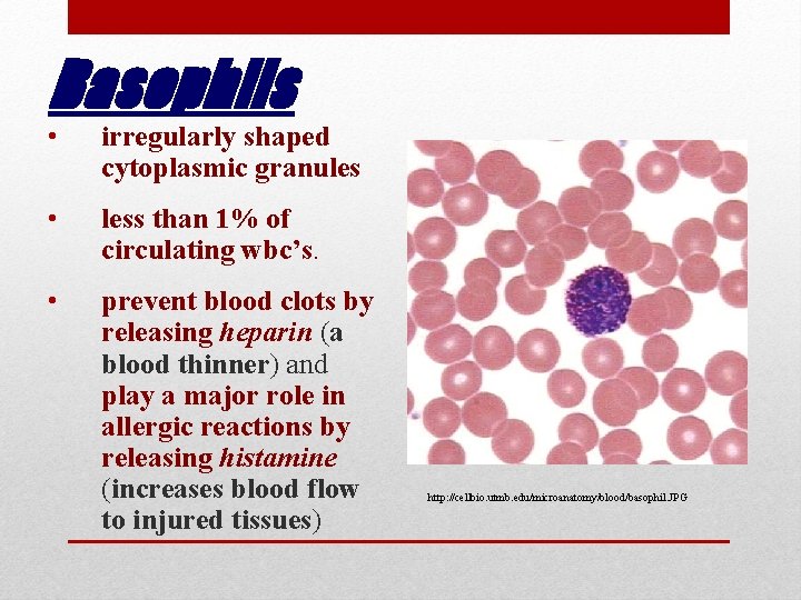 Basophils • irregularly shaped cytoplasmic granules • less than 1% of circulating wbc’s. •