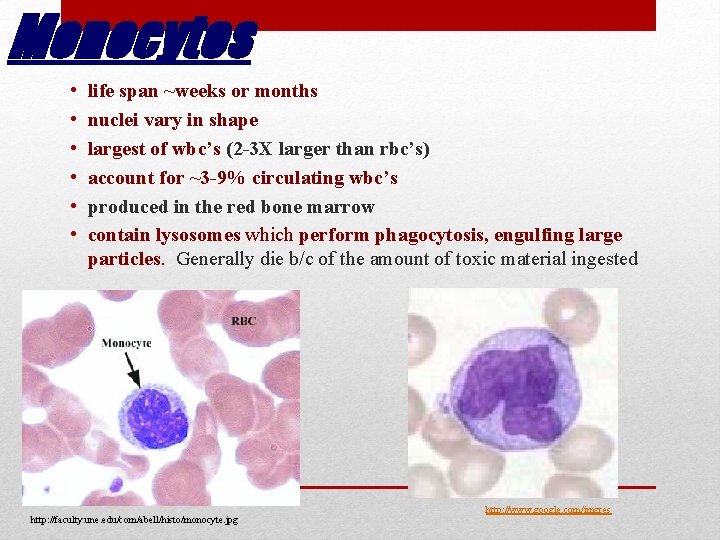 Monocytes • • • life span ~weeks or months nuclei vary in shape largest