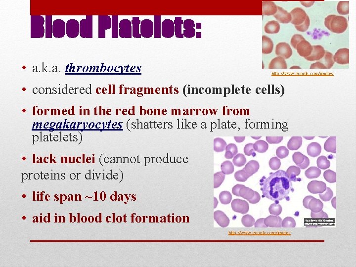Blood Platelets: • a. k. a. thrombocytes http: //www. google. com/imgres • considered cell