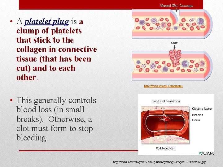  • A platelet plug is a clump of platelets that stick to the